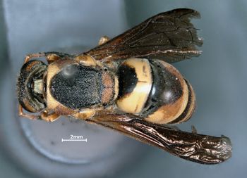 Media type: image;   Entomology 29748 Aspect: habitus dorsal view
